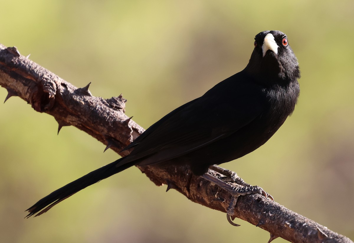 Solitary Black Cacique - ML625325907