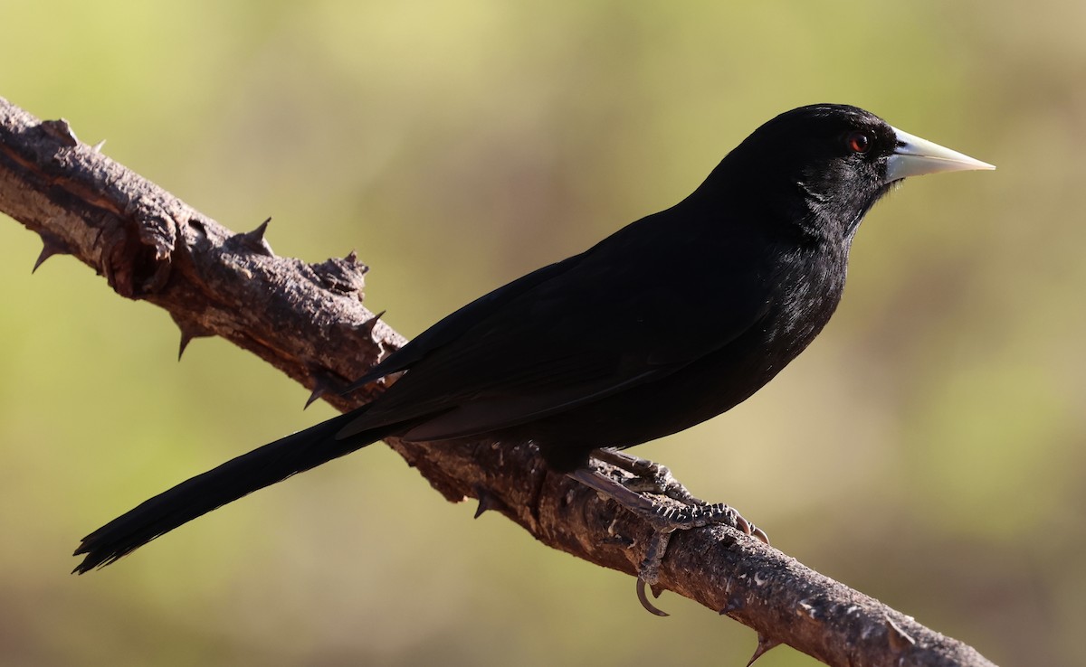 Solitary Black Cacique - ML625325908