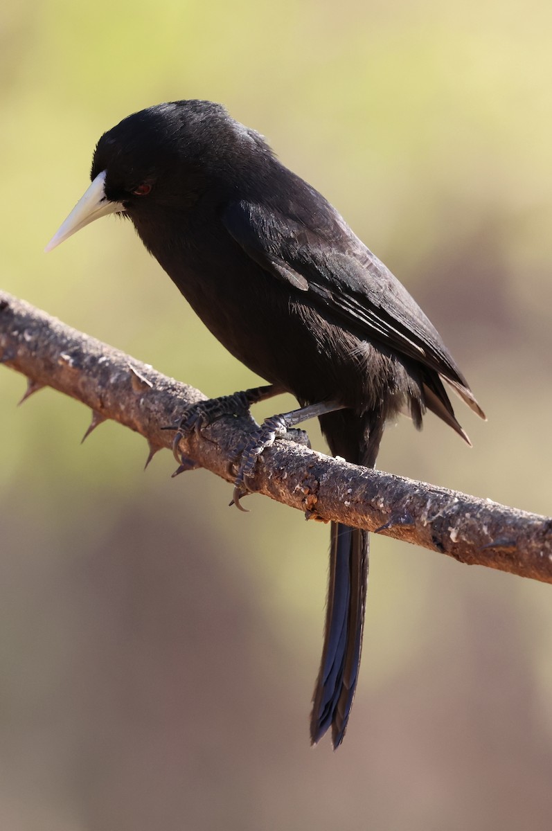 Solitary Black Cacique - ML625325909