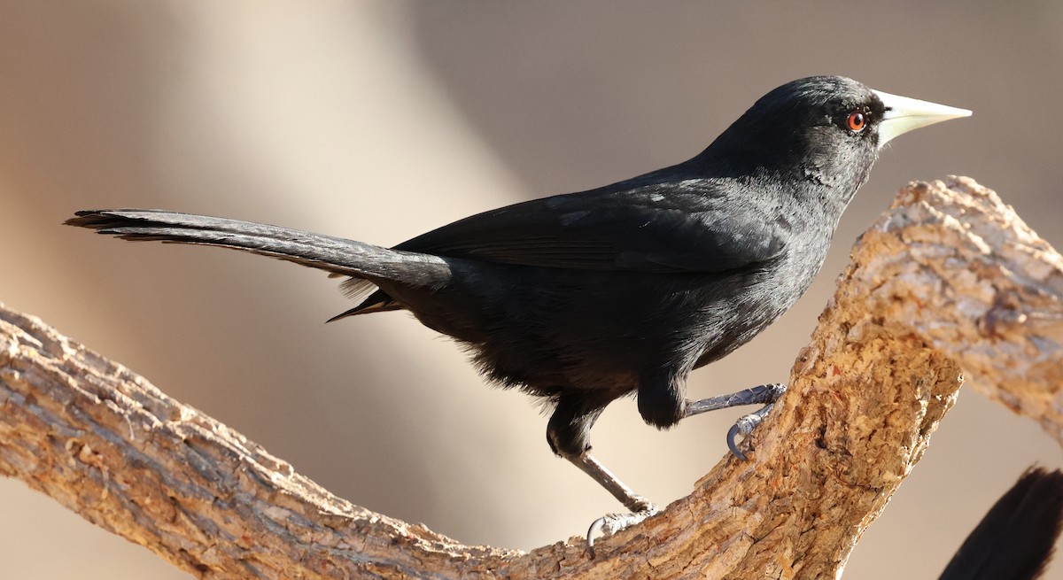 Solitary Black Cacique - ML625325910