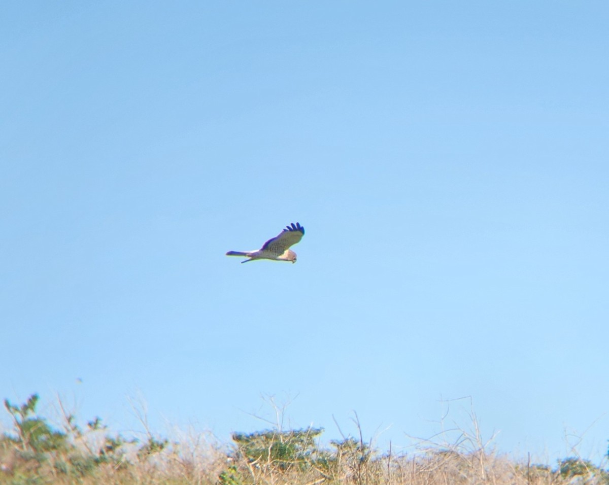 Northern Harrier - ML625325924