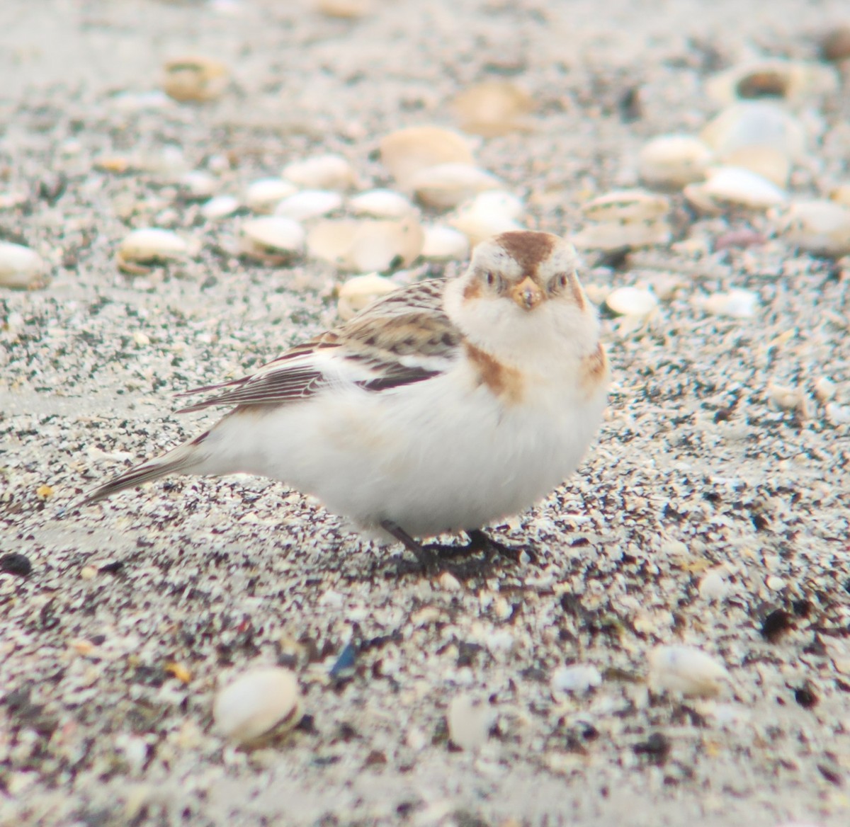 Snow Bunting - ML625325972