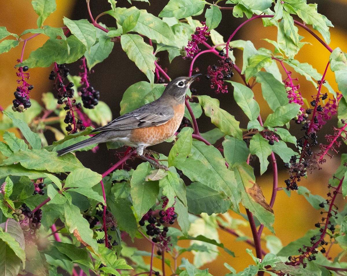 American Robin - ML625326075
