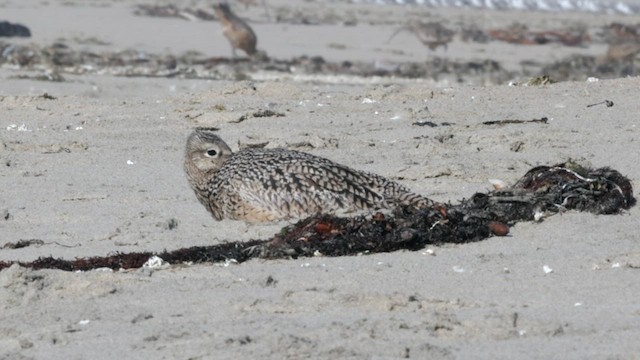 Long-billed Curlew - ML625326255