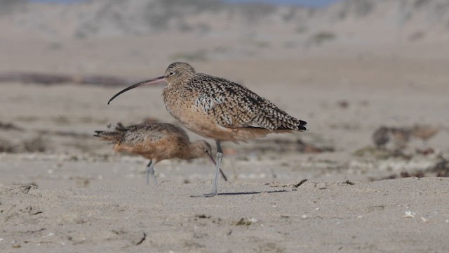 Long-billed Curlew - ML625326314