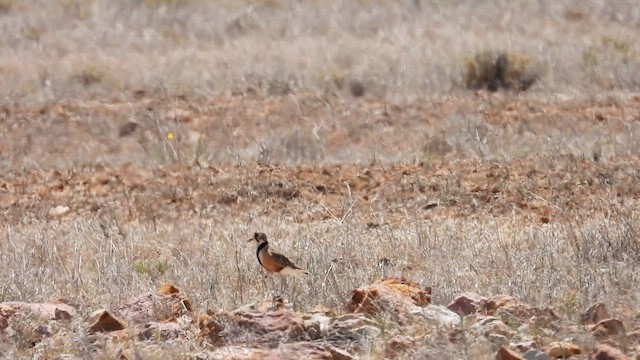 Inland Dotterel - ML625326316