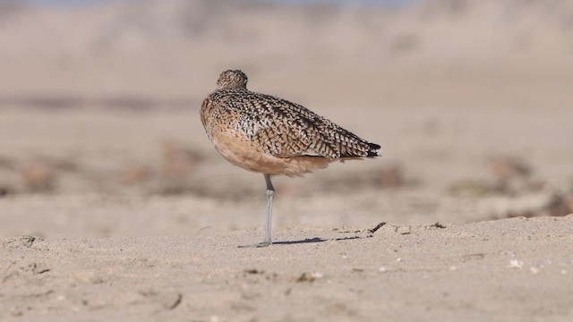 Long-billed Curlew - ML625326377