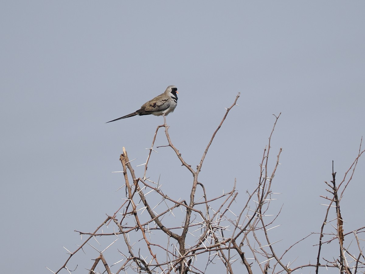 Namaqua Dove - ML625326378