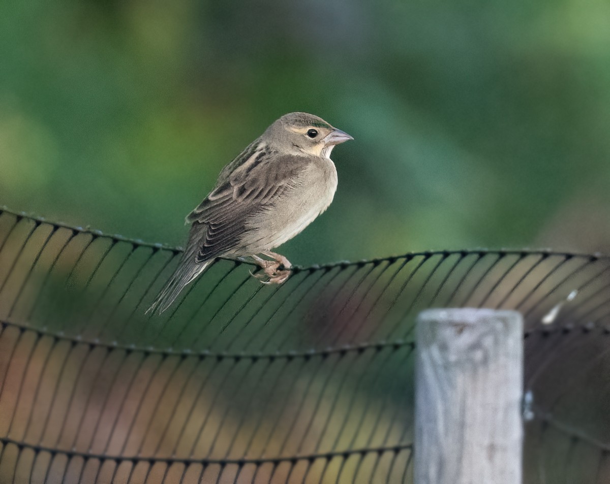 Dickcissel - ML625326385