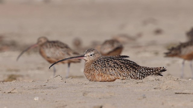 Long-billed Curlew - ML625326453