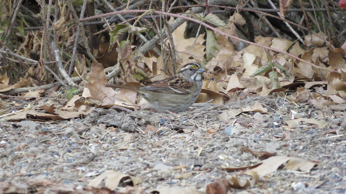 White-throated Sparrow - ML625326466