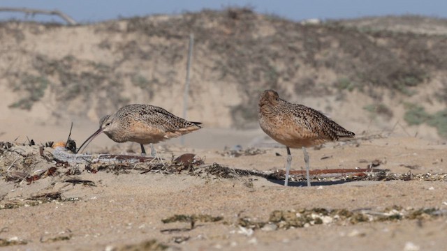 Long-billed Curlew - ML625326598