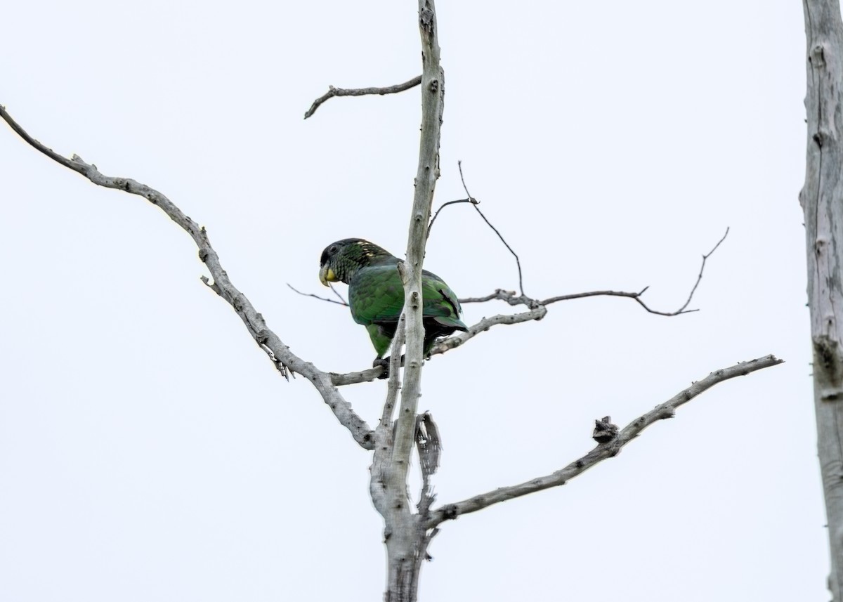 Scaly-headed Parrot - ML625326599