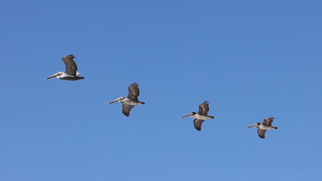 Brown Pelican (California) - ML625326673