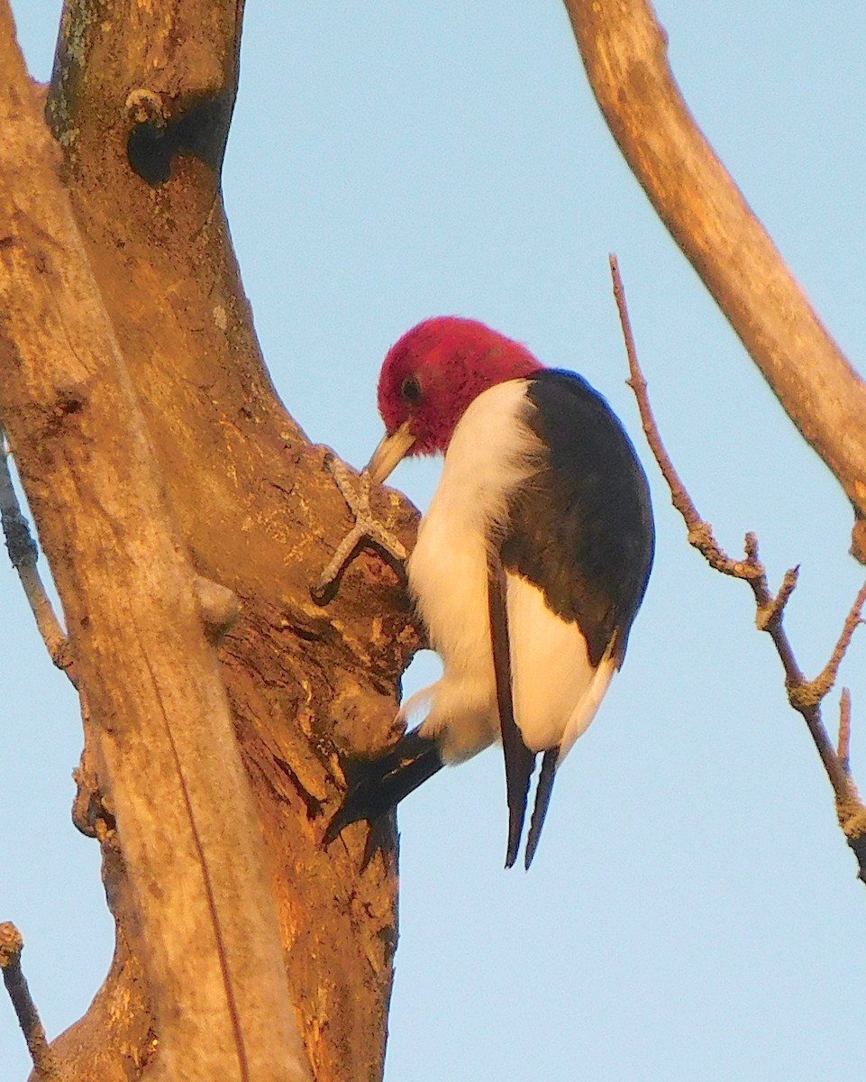 Red-headed Woodpecker - ML625326754