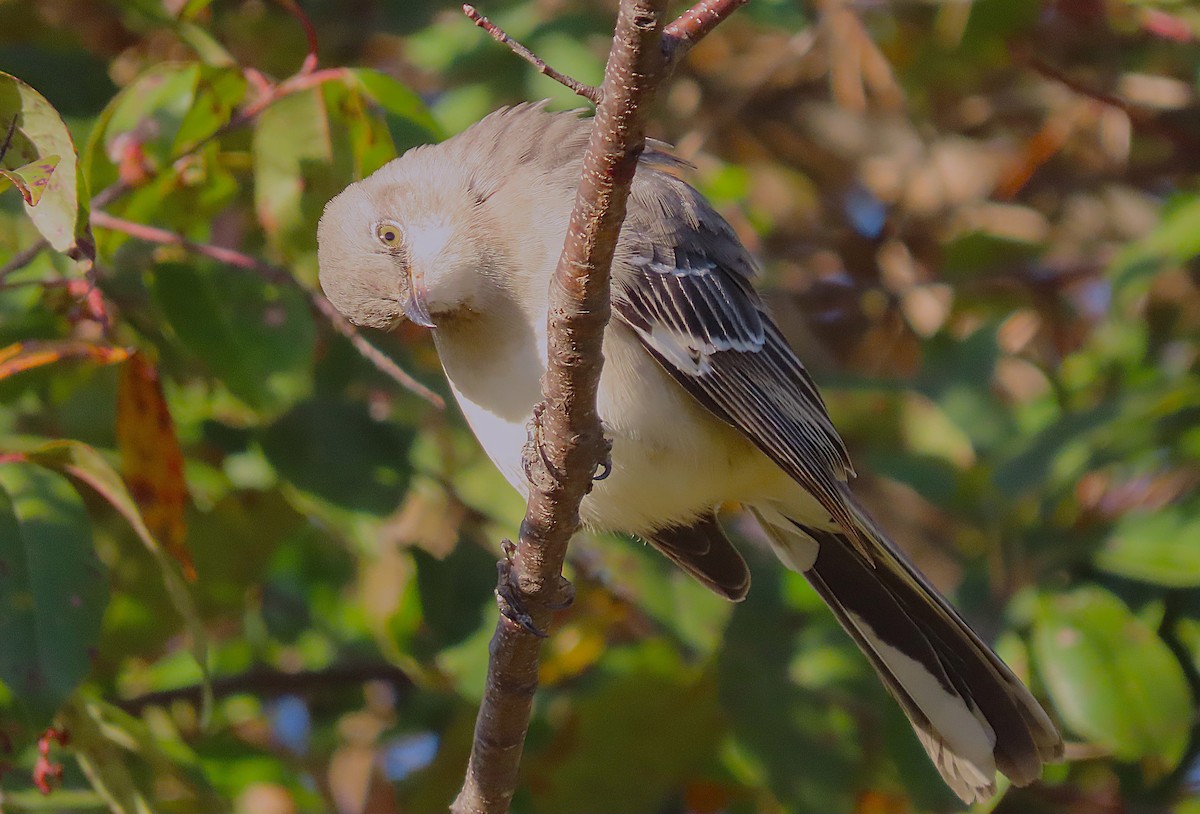 Northern Mockingbird - ML625326815