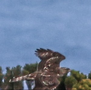 American Goshawk - ML625326828