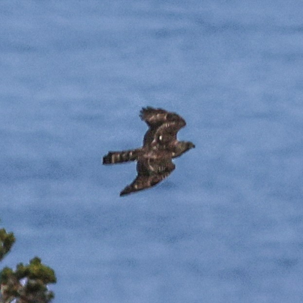 American Goshawk - ML625326829