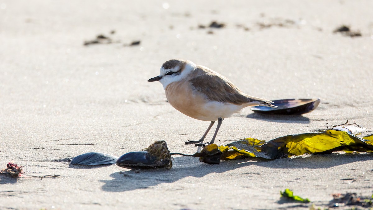 White-fronted Plover - ML625326865