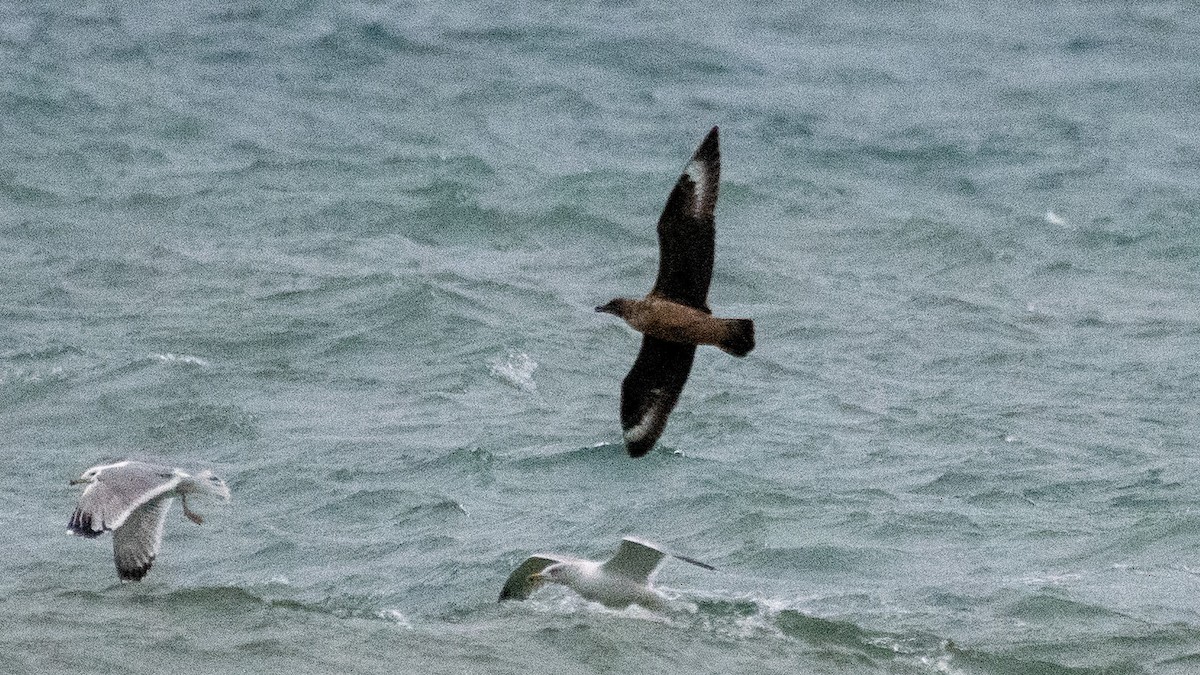 Great Skua - Ogün Aydin