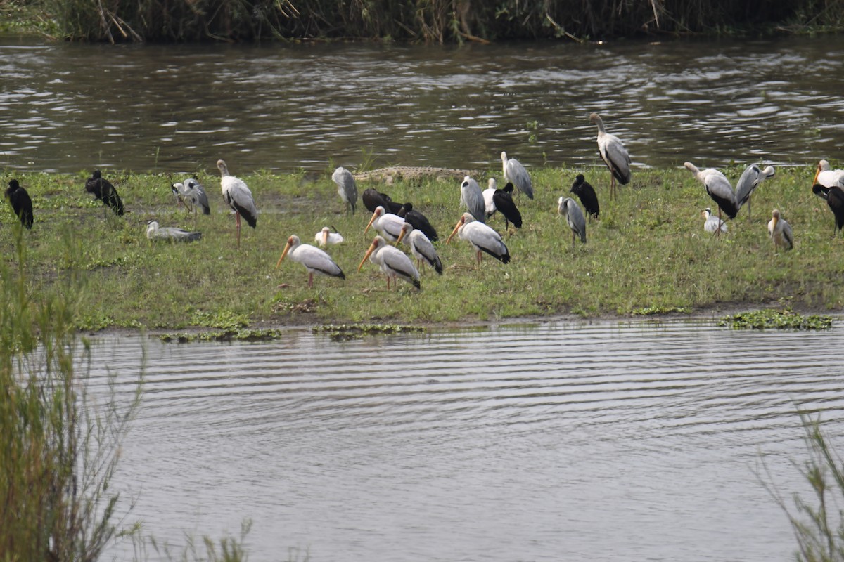 African Openbill - Fernando Manteiga