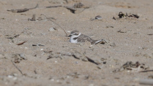 Snowy Plover - ML625327318
