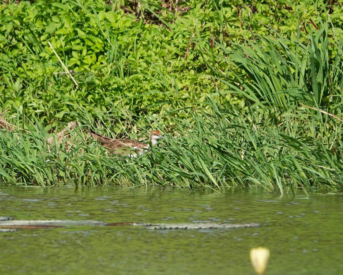 Pheasant-tailed Jacana - Marianne Fan