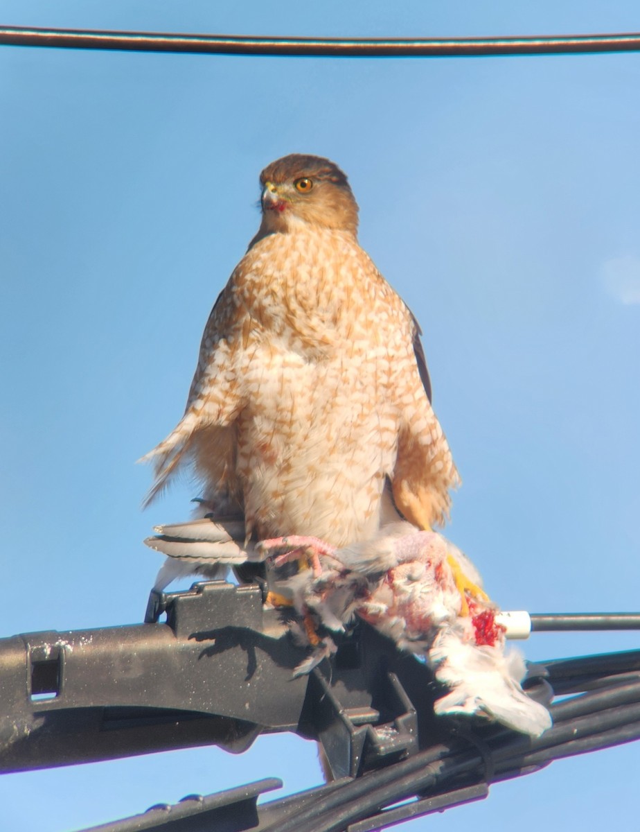 Cooper's Hawk - ML625327443