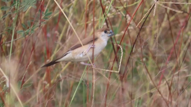 Indian Silverbill - ML625327447