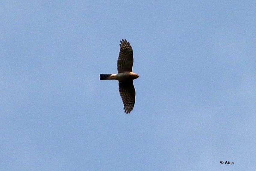 Eurasian Sparrowhawk - ML625327448