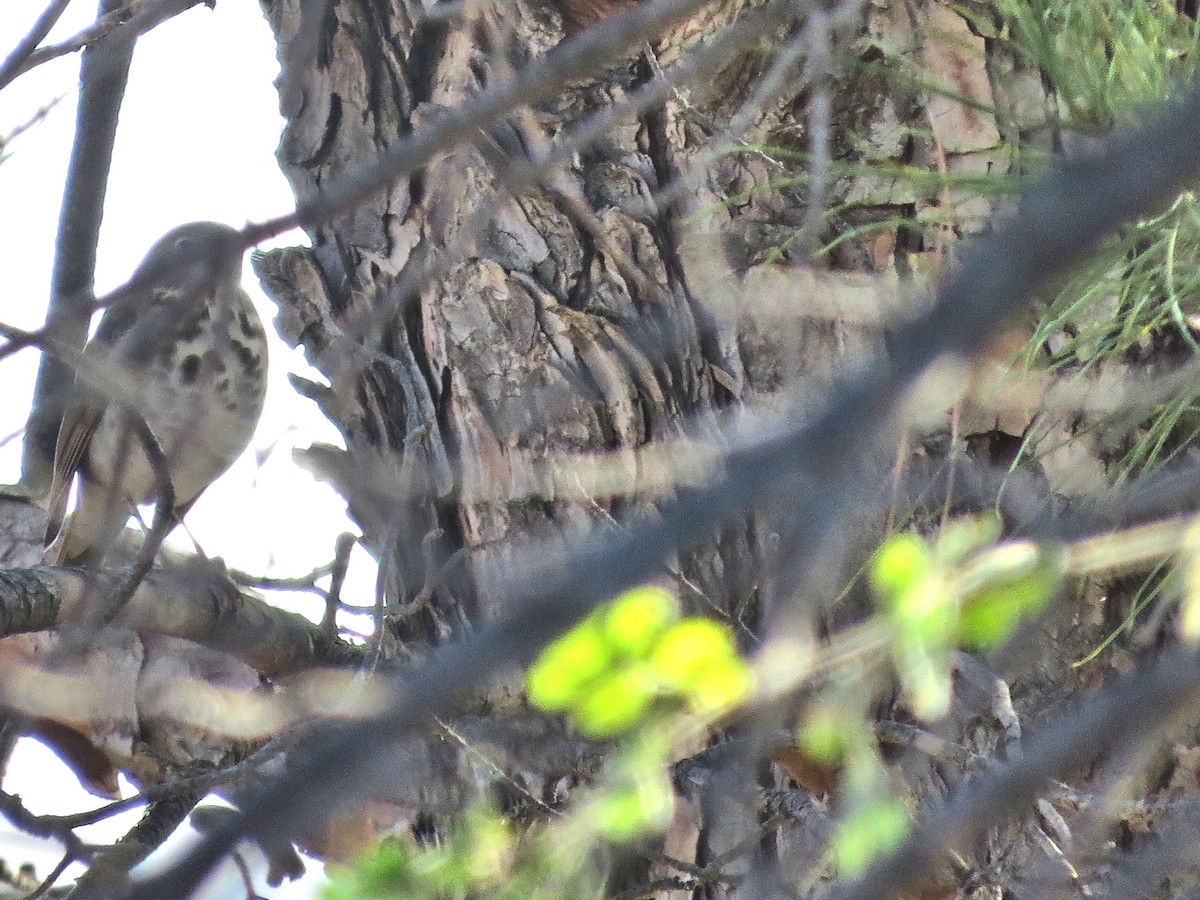 Hermit Thrush - ML625327458