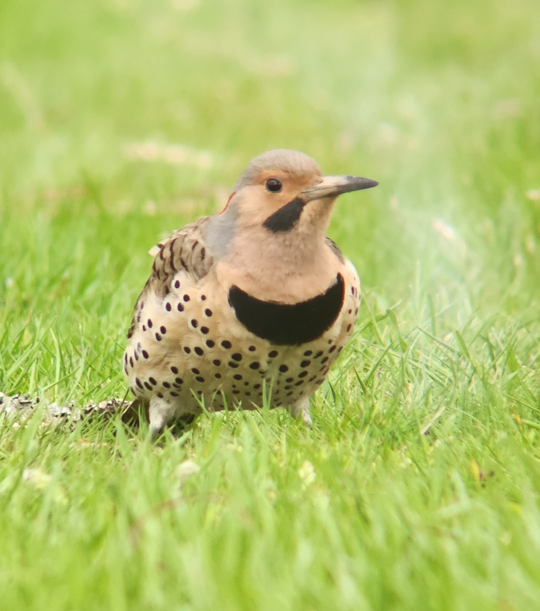 Northern Flicker (Yellow-shafted) - ML625327479