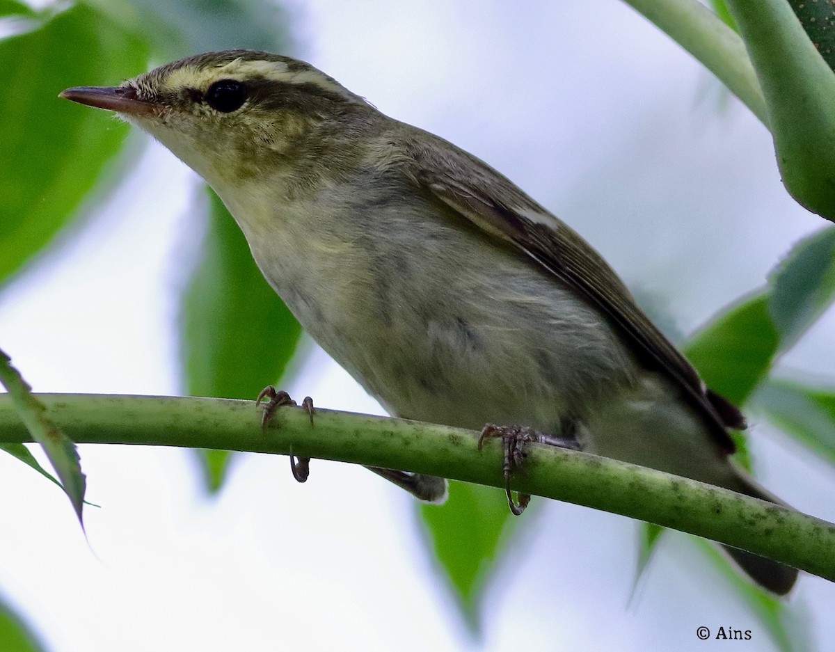 Greenish Warbler - ML625327502