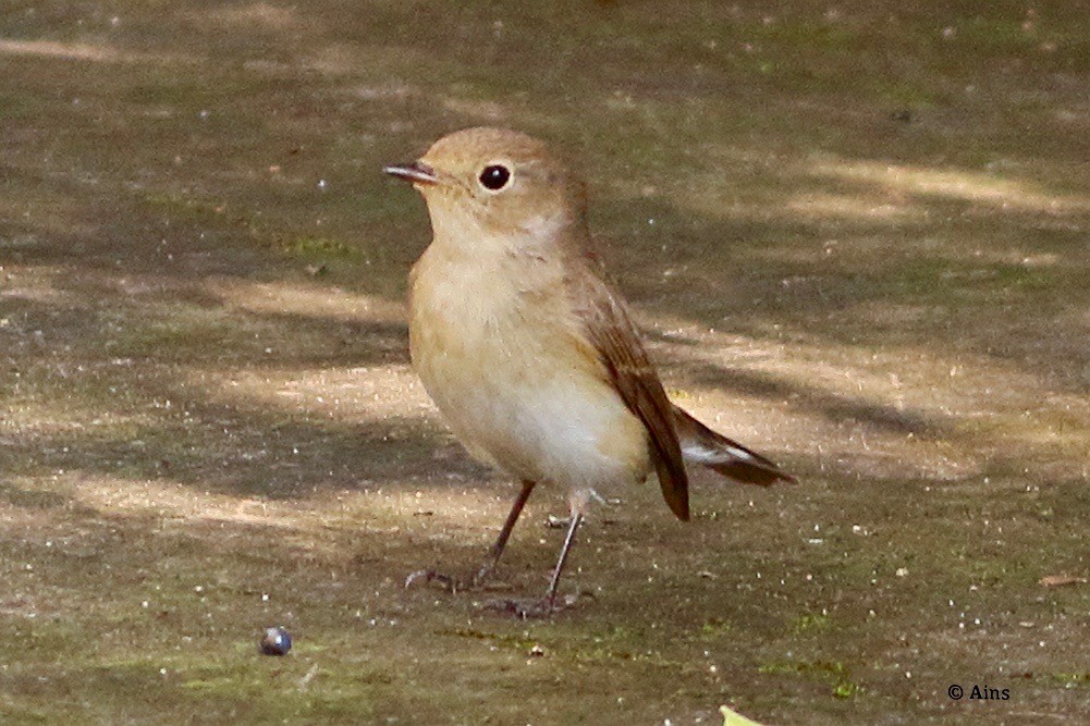 Red-breasted Flycatcher - ML625327514