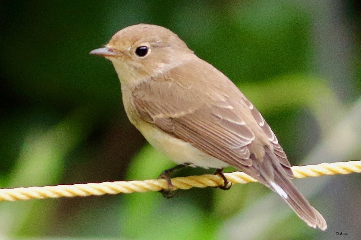Red-breasted Flycatcher - ML625327515
