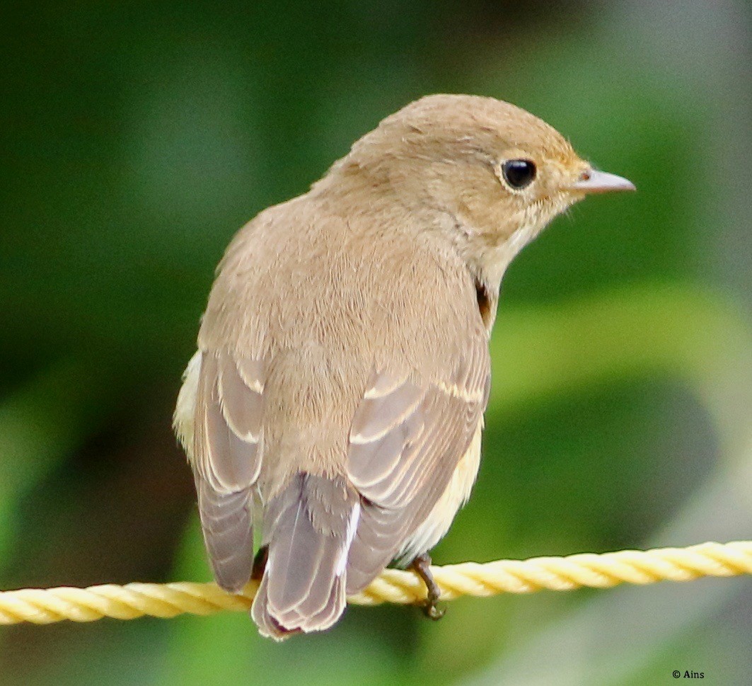 Red-breasted Flycatcher - ML625327516