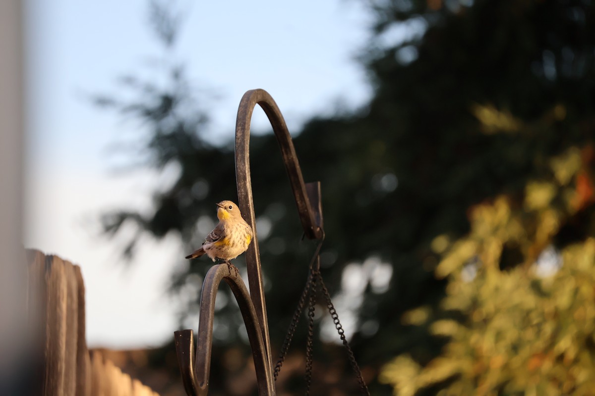 Yellow-rumped Warbler - ML625327533