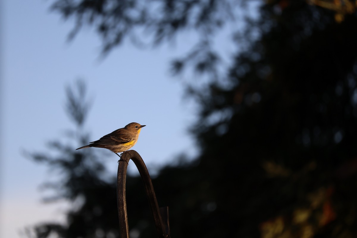 Yellow-rumped Warbler - ML625327552