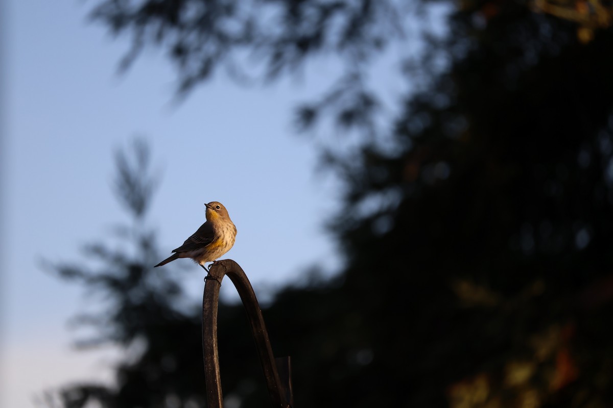 Yellow-rumped Warbler - ML625327564