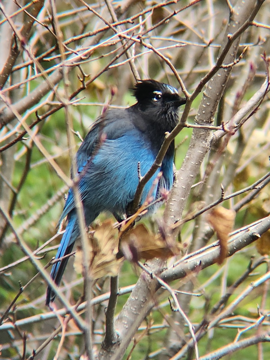 Steller's Jay - ML625327598