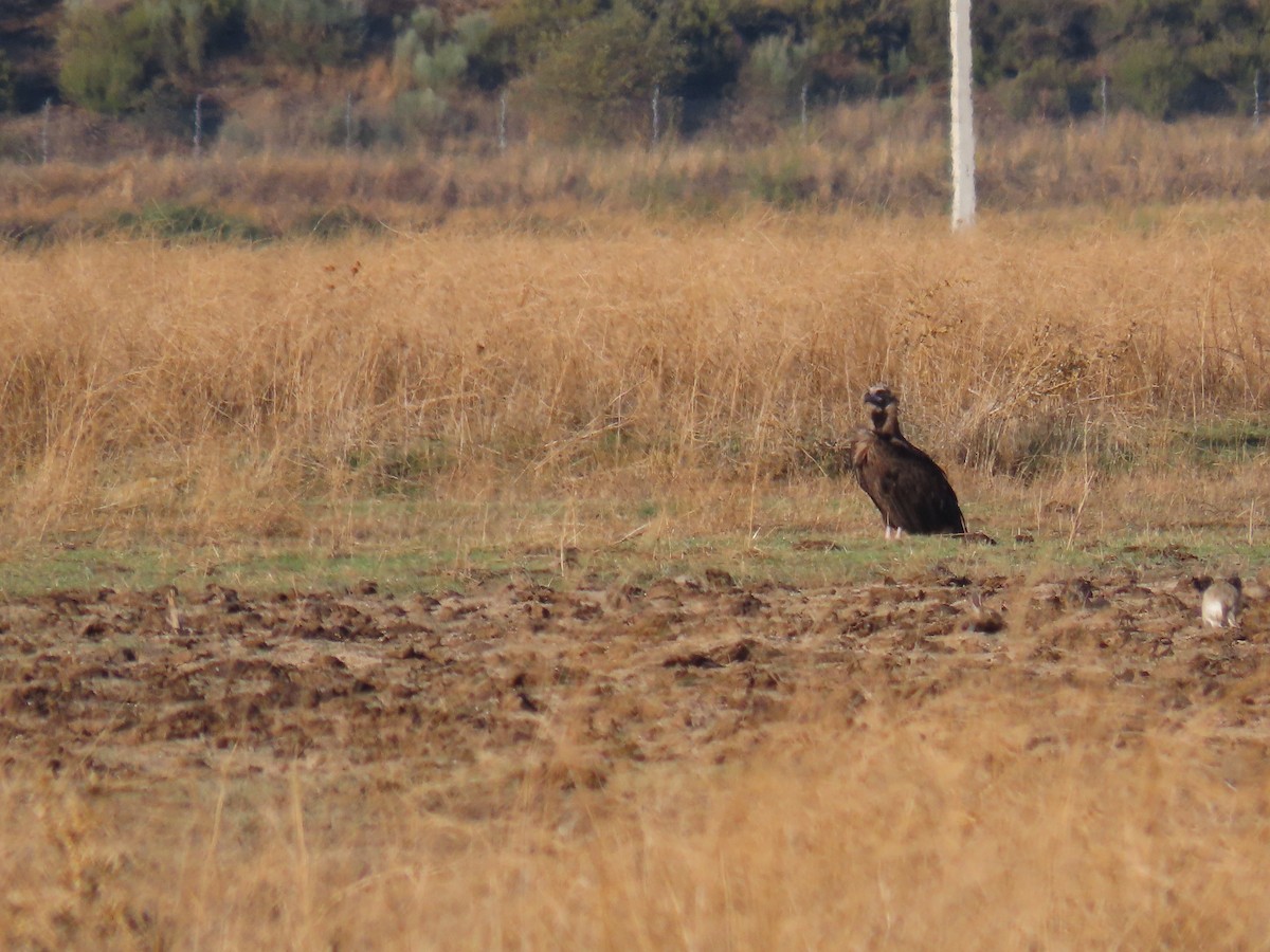 Cinereous Vulture - ML625327600