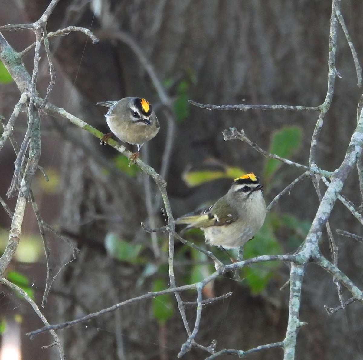Golden-crowned Kinglet - ML625327685