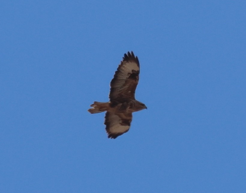 Common Buzzard (Canary Is.) - ML625327687