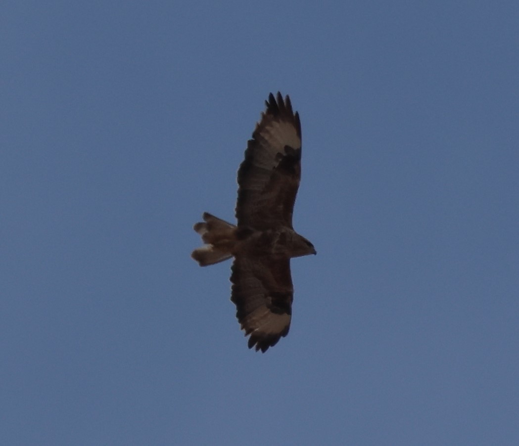 Common Buzzard (Canary Is.) - ML625327688