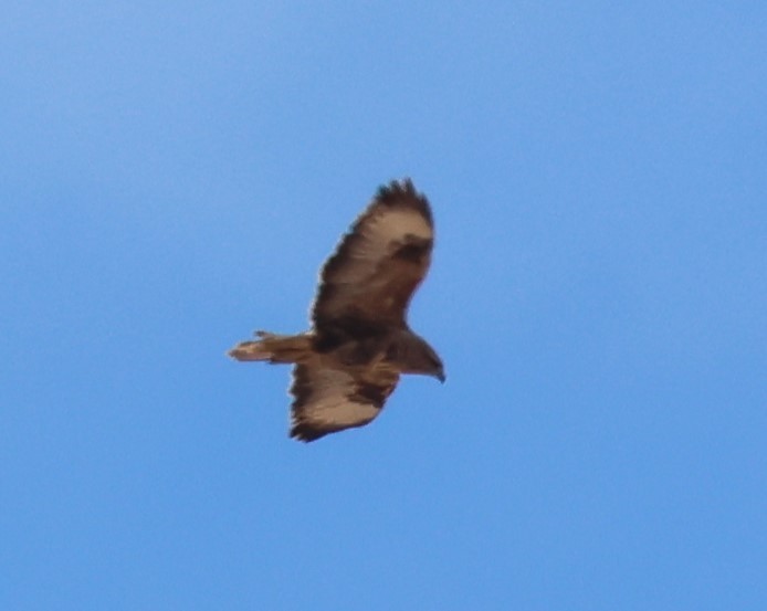 Common Buzzard (Canary Is.) - ML625327689