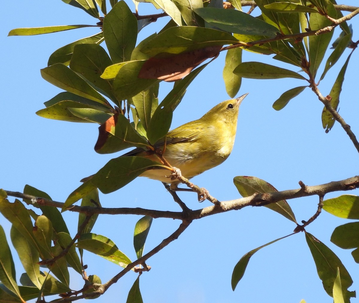 Tennessee Warbler - ML625327699