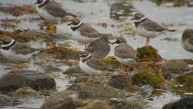 Purple Sandpiper - ML625327773