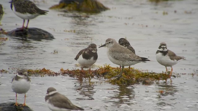 Red Knot - ML625327780