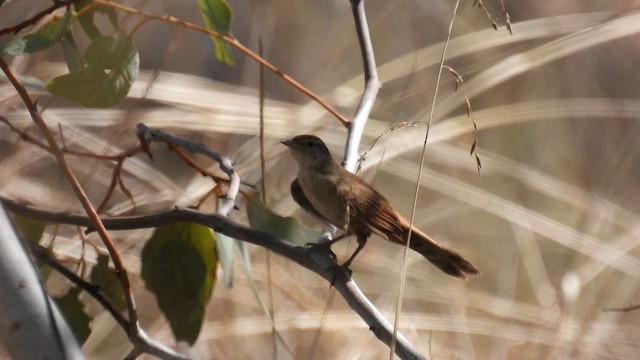 Mégalure du spinifex - ML625327841