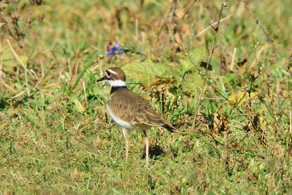 eBird Checklist - 23 Oct 2024 - Frying Pan Farm Park - 44 species (+2 ...